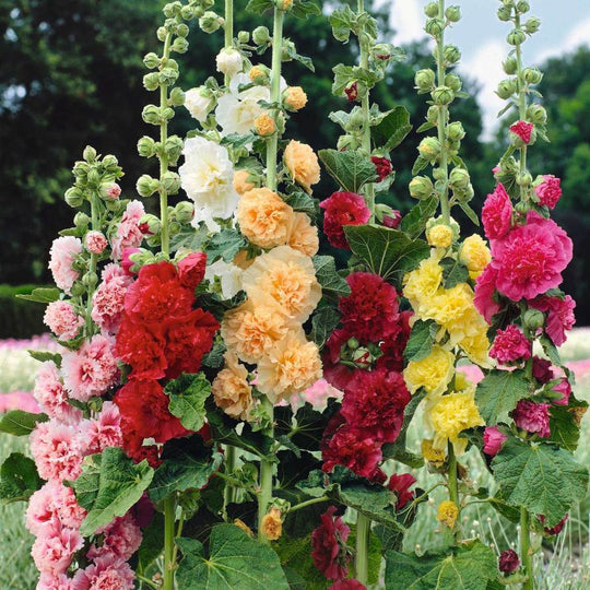 🌸🌿Double Hollyhock Seeds🌸200 Seeds