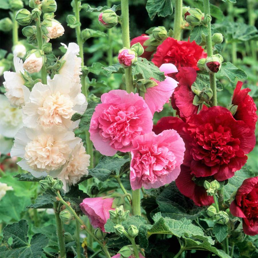 🌸🌿Double Hollyhock Seeds🌸200 Seeds