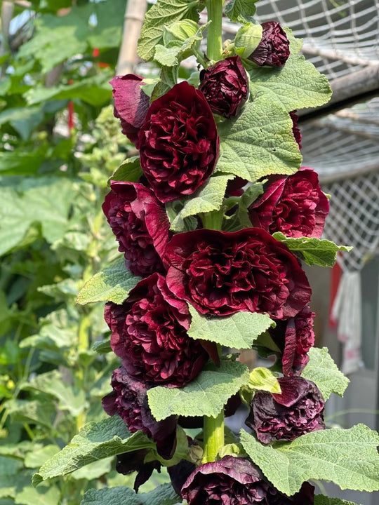 🌸🌿Double Hollyhock Seeds🌸200 Seeds