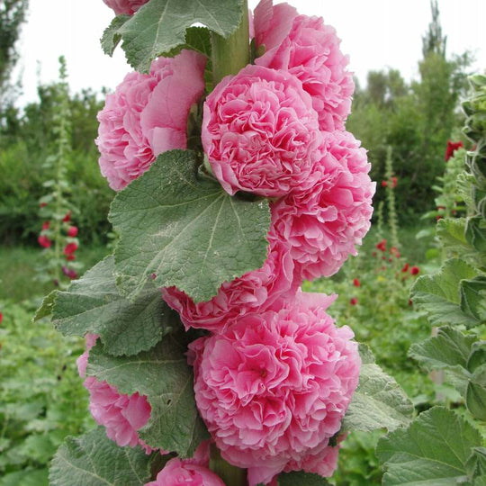 🌸🌿Double Hollyhock Seeds🌸200 Seeds