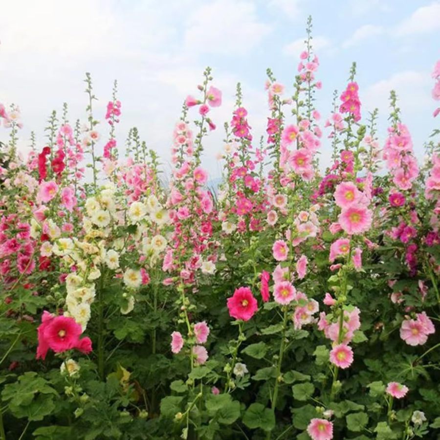 🌸🌿Double Hollyhock Seeds🌸200 Seeds