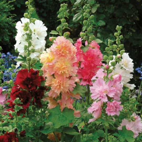 🌸🌿Double Hollyhock Seeds🌸200 Seeds