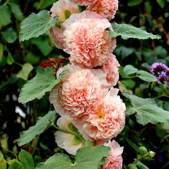 🌸🌿Double Hollyhock Seeds🌸200 Seeds