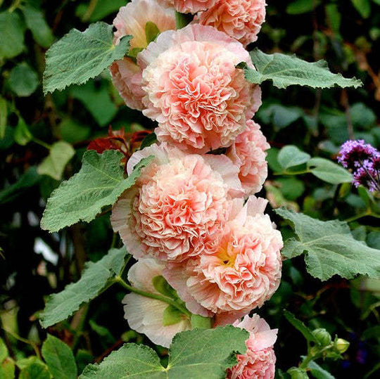 🌸🌿Double Hollyhock Seeds🌸200 Seeds