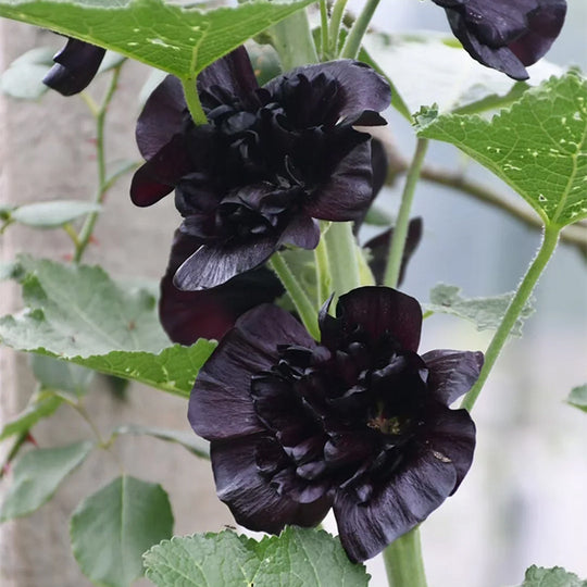 🌸🌿Double Hollyhock Seeds🌸200 Seeds