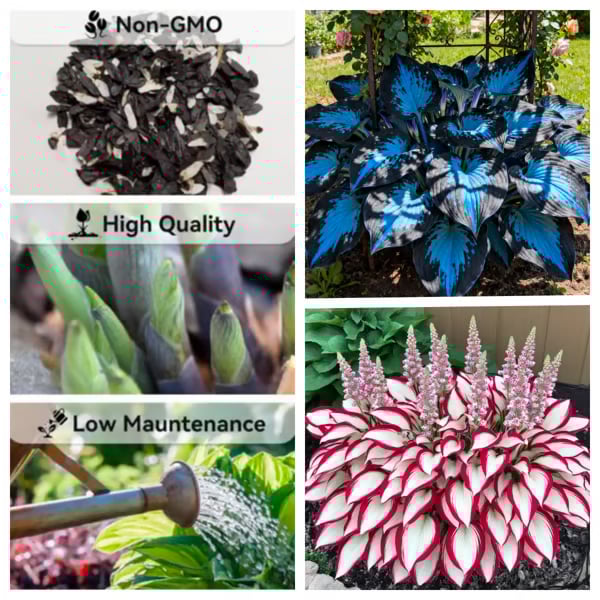 🔥Uitverkoop op de laatste dag🔥Premium zeldzame Hosta-zaden🌌Schaduwtolerante plant