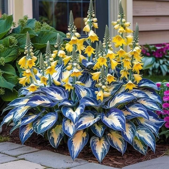 🔥Uitverkoop op de laatste dag🔥Premium zeldzame Hosta-zaden🌌Schaduwtolerante plant
