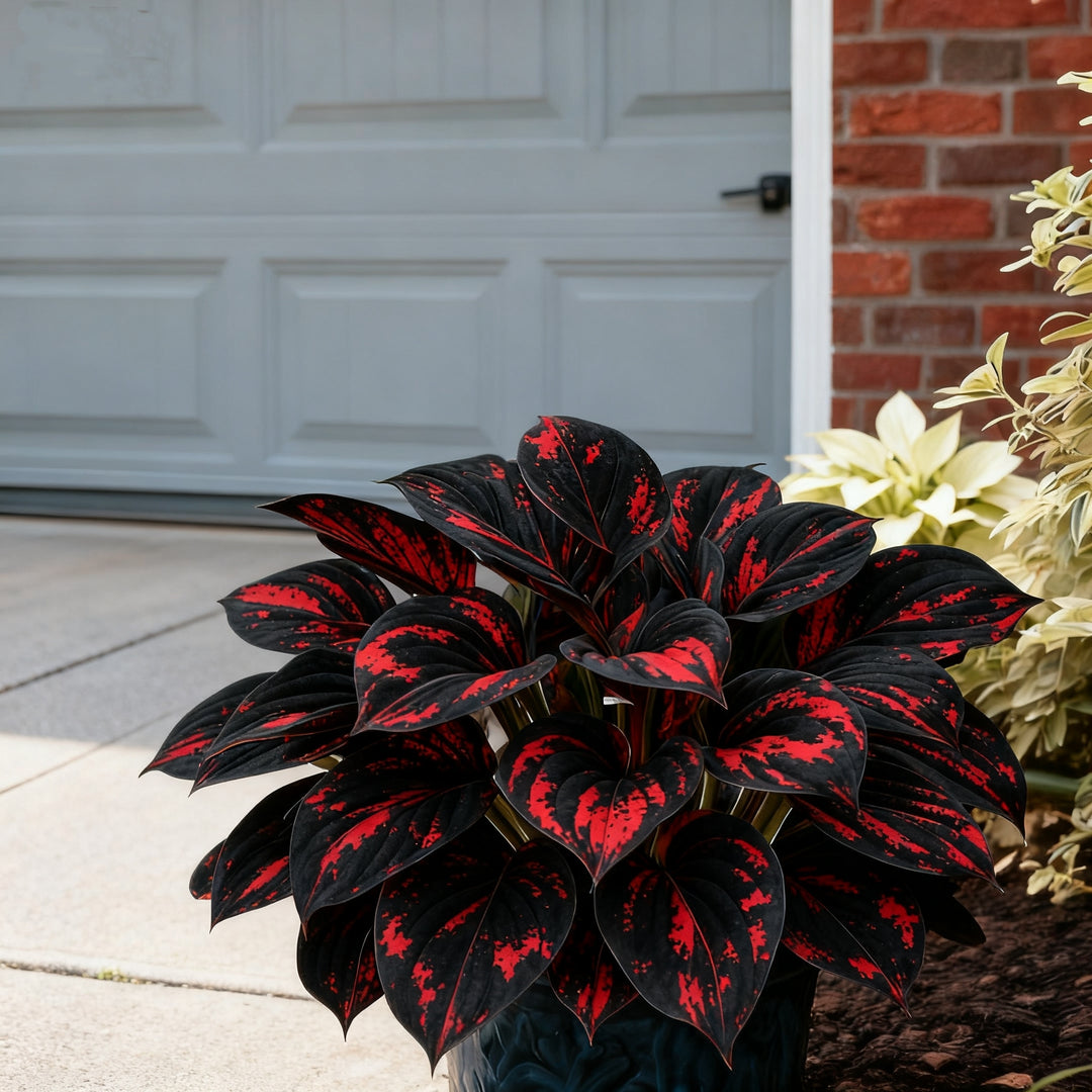 🌈🔥 Limited Edition Rainbow Flame Hostas -Rare Multicolor Foliage, Exclusive to Our Store 🌸