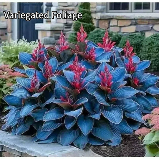 Lätt att odla Hosta frön för trädgårdar